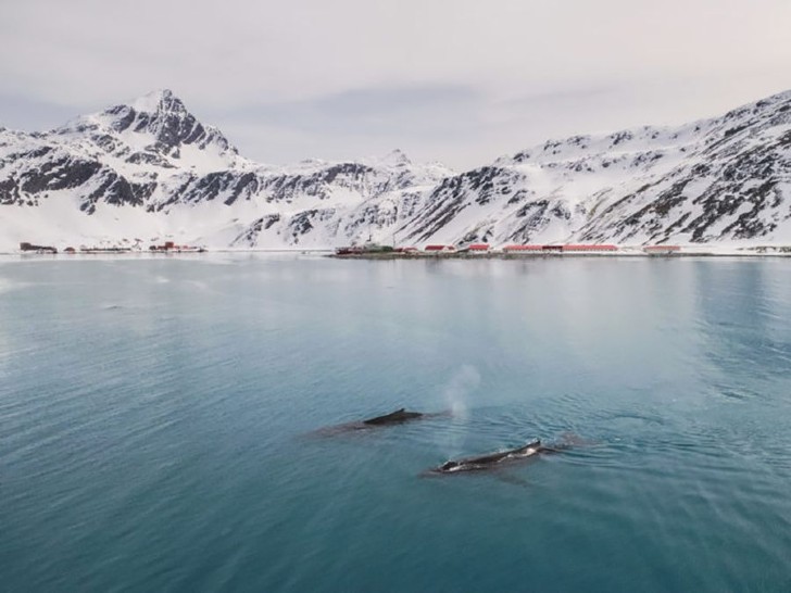 contioutra.com - Após 40 anos da proibição da caça, baleias passam a reabitar os polos