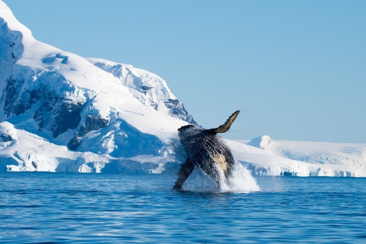 contioutra.com - Após 40 anos da proibição da caça, baleias passam a reabitar os polos