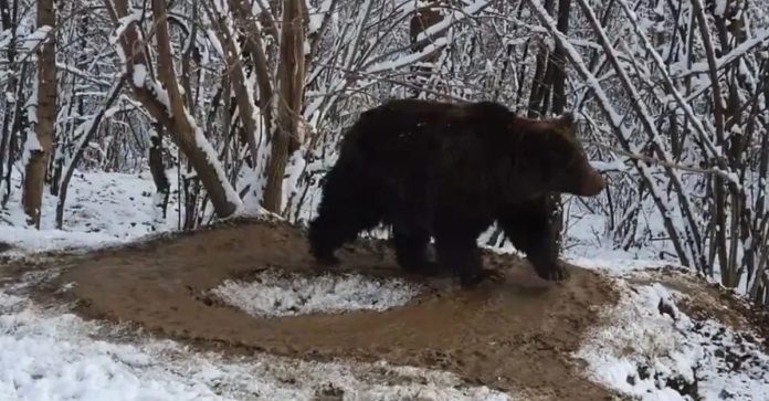 Jaula imaginária: urso vive andando em círculos após 20 anos trancado em um zoológico