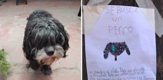 Garotinha faz pôster à mão para procurar seu cachorro que fugiu após assustar com fogos de artifício