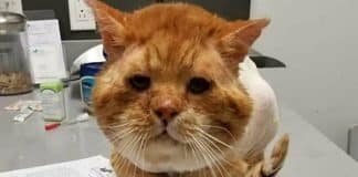 Gatinho abandonado no mais rigoroso inverno bate em janela pedindo ajuda; estava nevando!