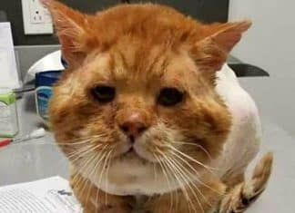 Gatinho abandonado no mais rigoroso inverno bate em janela pedindo ajuda; estava nevando!