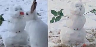 Coelhinho faminto é flagrado comendo o nariz de cenoura de um boneco de neve. Veja o vídeo! Coelhinho faminto é flagrado comendo o nariz de cenoura de um boneco de neve. Veja o vídeo!