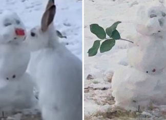 Coelhinho faminto é flagrado comendo o nariz de cenoura de um boneco de neve. Veja o vídeo!