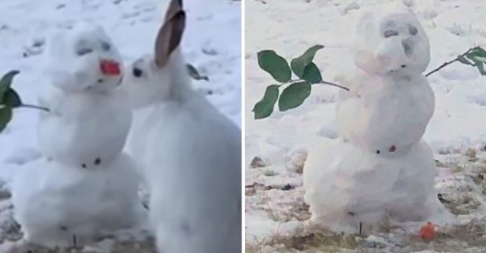 Coelhinho faminto é flagrado comendo o nariz de cenoura de um boneco de neve. Veja o vídeo!