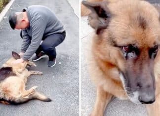 Cachorrinha policial aposentada “chora de alegria” ao encontrar-se com ex-treinador. Veja o vídeo!