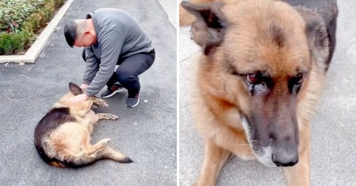 Cachorrinha policial aposentada “chora de alegria” ao encontrar-se com ex-treinador. Veja o vídeo!