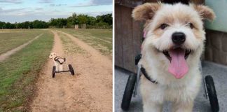 Após ser abandonado e perder suas perninhas, esse cachorrinho corre livremente com suas novas rodas!