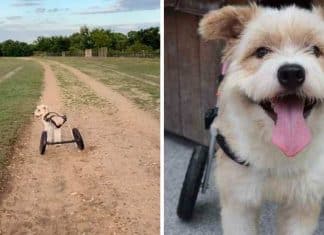 Após ser abandonado e perder suas perninhas, esse cachorrinho corre livremente com suas novas rodas!