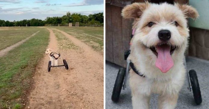 Após ser abandonado e perder suas perninhas, esse cachorrinho corre livremente com suas novas rodas!