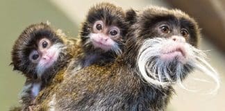 Estes pequeninos saguis-imperadores nasceram do tamanho de um dedal – e com lindos bigodes