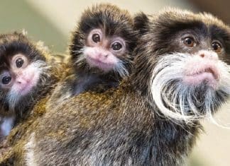 Estes pequeninos saguis-imperadores nasceram do tamanho de um dedal – e com lindos bigodes