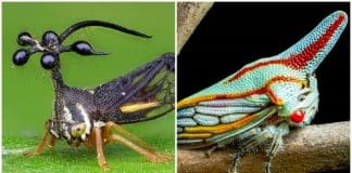 Membrácidos, os estranhos insetos que parecem vindos de outro planeta