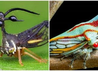 Membrácidos, os estranhos insetos que parecem vindos de outro planeta