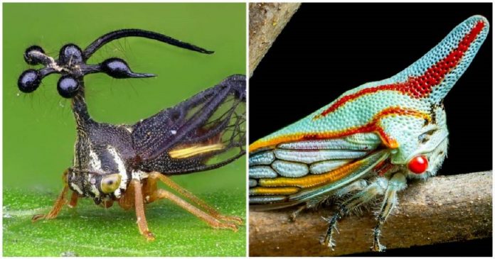 Membrácidos, os estranhos insetos que parecem vindos de outro planeta