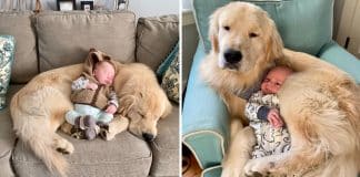 Esse golden retriever cuida do filho de sua dona e as fotos são uma fofura. Confira!