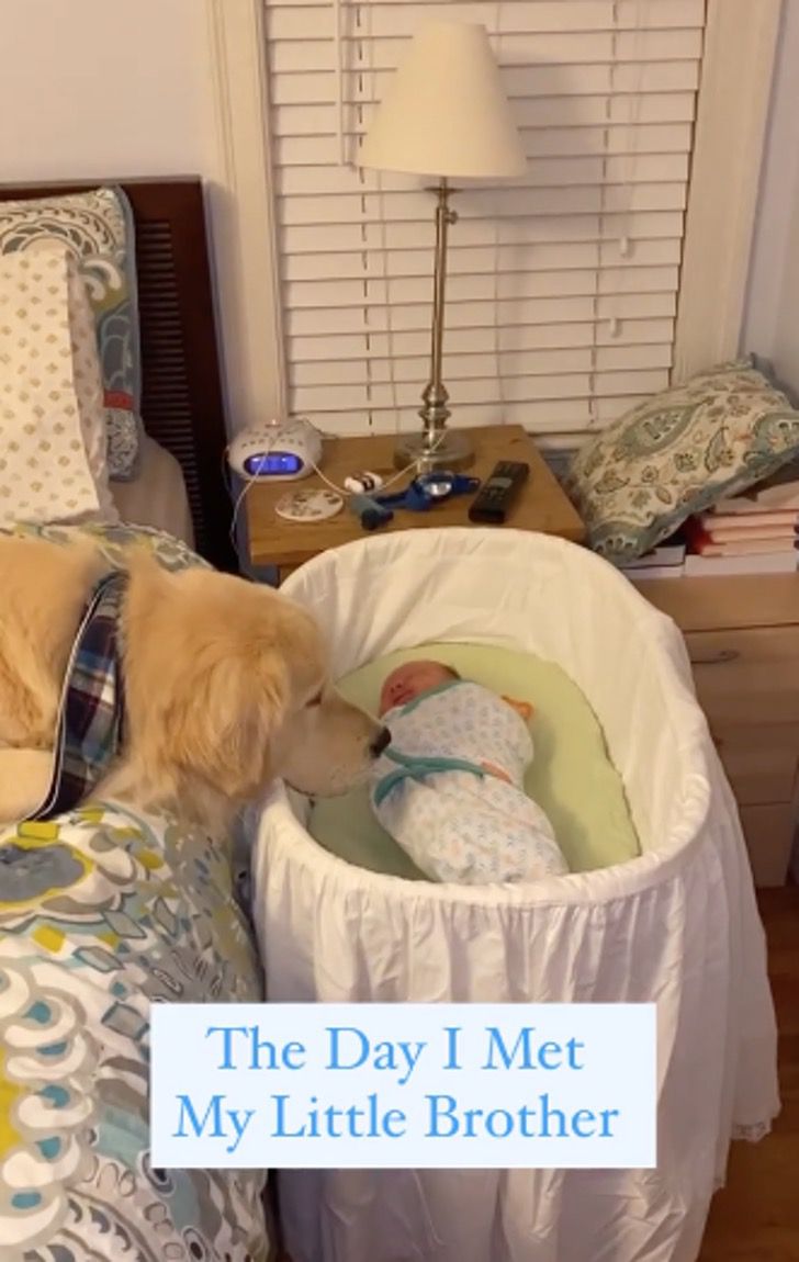 contioutra.com - Esse golden retriever cuida do filho de sua dona e as fotos são uma fofura. Confira!