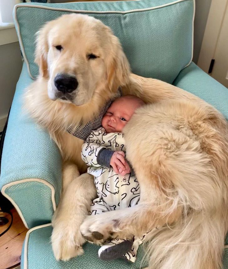 contioutra.com - Esse golden retriever cuida do filho de sua dona e as fotos são uma fofura. Confira!