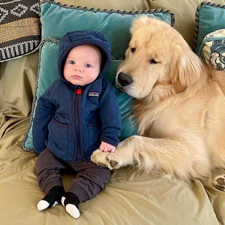 contioutra.com - Esse golden retriever cuida do filho de sua dona e as fotos são uma fofura. Confira!