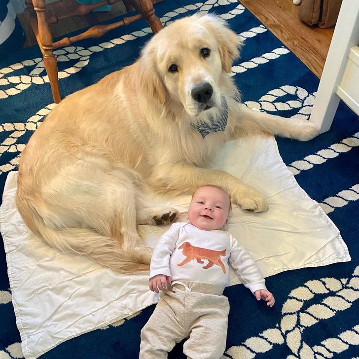 contioutra.com - Esse golden retriever cuida do filho de sua dona e as fotos são uma fofura. Confira!