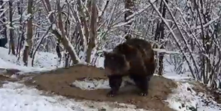 contioutra.com - Jaula imaginária: urso vive andando em círculos após 20 anos trancado em um zoológico