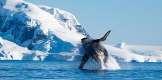 Após 40 anos da proibição da caça, baleias passam a reabitar os polos Após 40 anos da proibição da caça, baleias passam a reabitar os polos