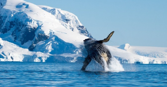 Após 40 anos da proibição da caça, baleias passam a reabitar os polos