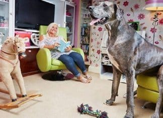 Falece Freddy, o cão mais alto do mundo. Ele tinha impressionantes 2,26 metros de altura!