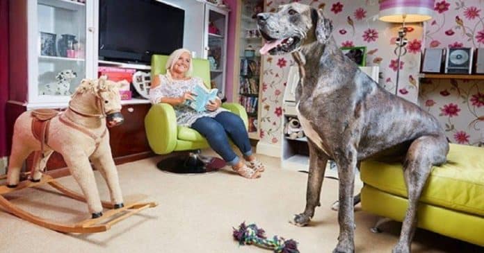 xblog_freddy.jpg.pagespeed.ic.gZ7prbBGhy Falece Freddy, o cão mais alto do mundo. Ele tinha impressionantes 2,26 metros de altura!