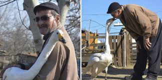 Confira as fotos desse homem e seu cisne que são amigos inseparáveis há 37 anos