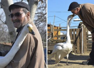 Confira as fotos desse homem e seu cisne que são amigos inseparáveis há 37 anos