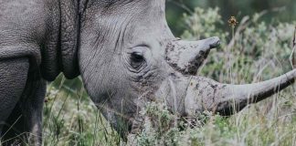Nenhum rinoceronte foi caçado no Quênia no ano passado. Uma vitória a ser celebrada!