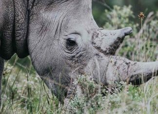 Nenhum rinoceronte foi caçado no Quênia no ano passado. Uma vitória a ser celebrada!