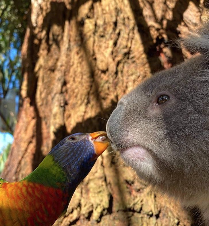 contioutra.com - Foto captura momento improvável de papagaio arco-íris dando um beijinho doce em um coala.