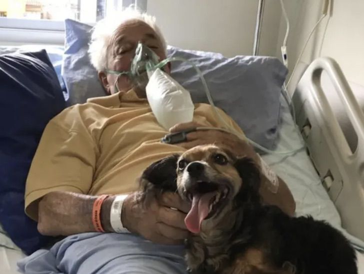 contioutra.com - Idoso recebe sua cachorrinha no hospital antes de falecer de COVID-19. Partiu em paz!