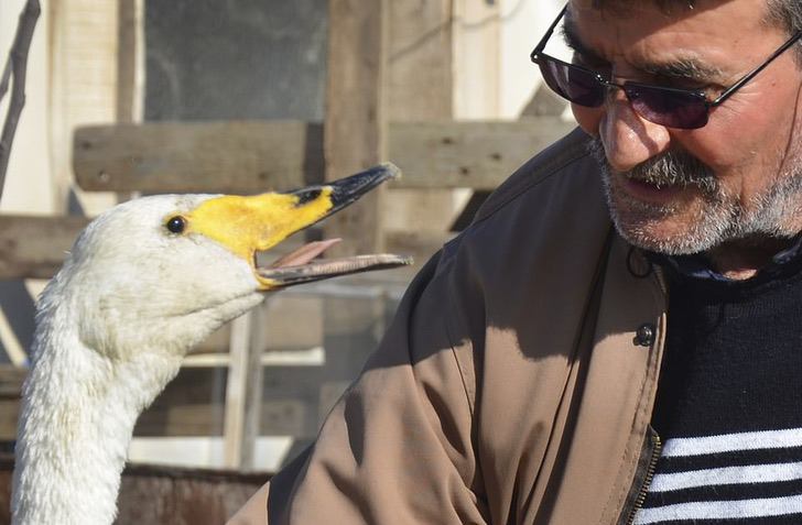 contioutra.com - Confira as fotos desse homem e seu cisne que são amigos inseparáveis há 37 anos