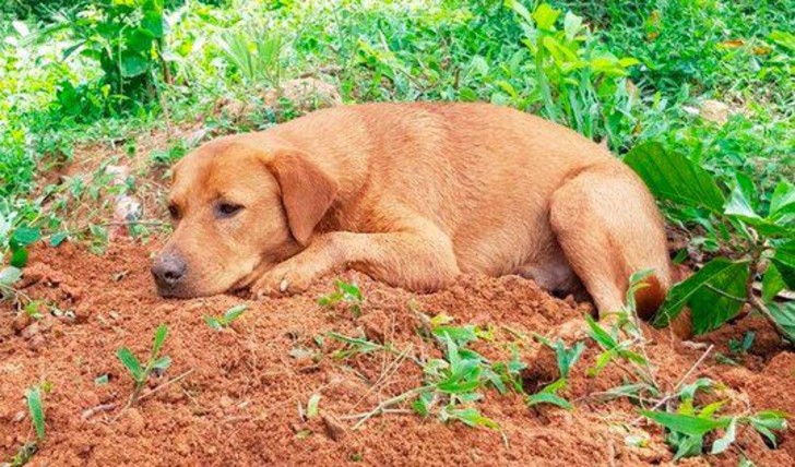 contioutra.com - Cachorrinho fica cuidando do túmulo de seu companheiro que morreu em um acidente