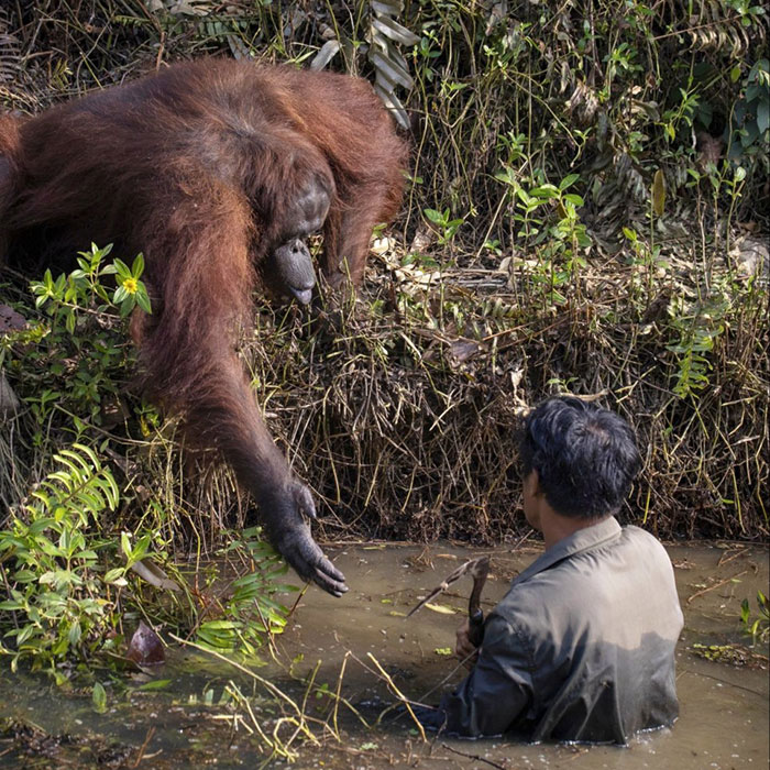 contioutra.com - Fotógrafo captura orangotango tentando ajudar um guarda florestal