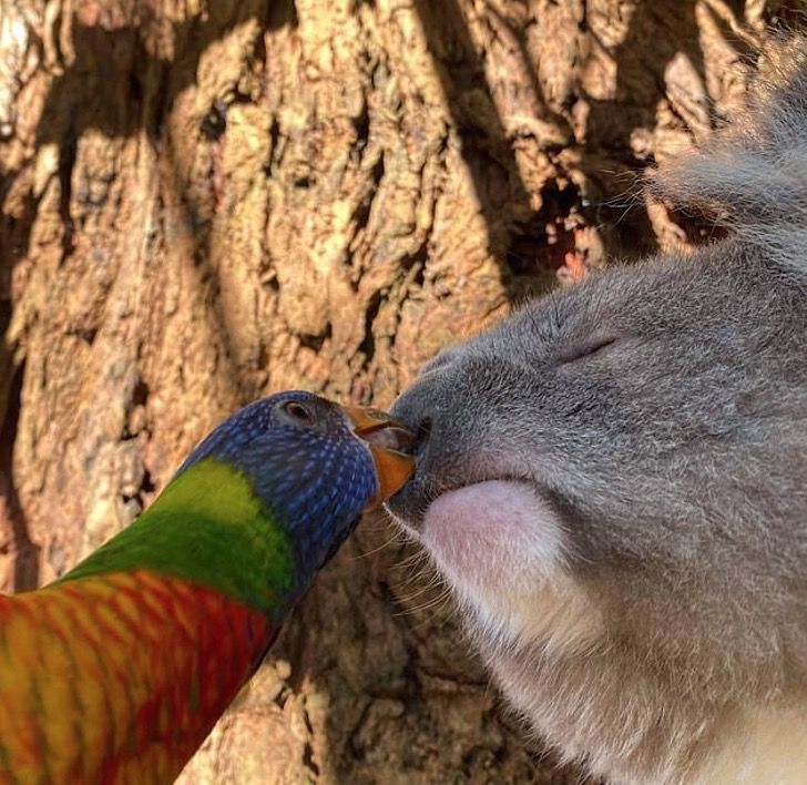 contioutra.com - Foto captura momento improvável de papagaio arco-íris dando um beijinho doce em um coala.