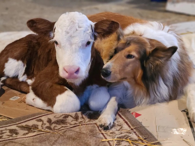 contioutra.com - Cão e bezerro recém-nascido se tornam melhores amigos; eles dormem juntos para espantar o frio