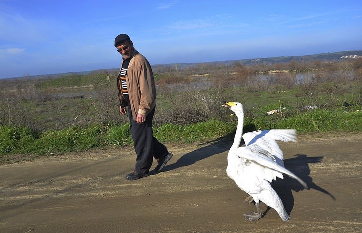 contioutra.com - Confira as fotos desse homem e seu cisne que são amigos inseparáveis há 37 anos