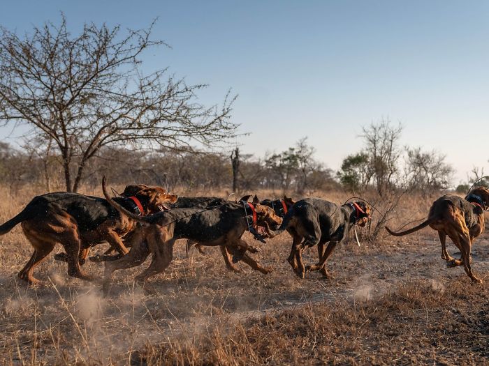 contioutra.com - Cães treinados para proteger a vida selvagem salvam 45 rinocerontes que eram alvo de caçadores