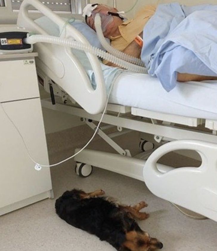 contioutra.com - Idoso recebe sua cachorrinha no hospital antes de falecer de COVID-19. Partiu em paz!