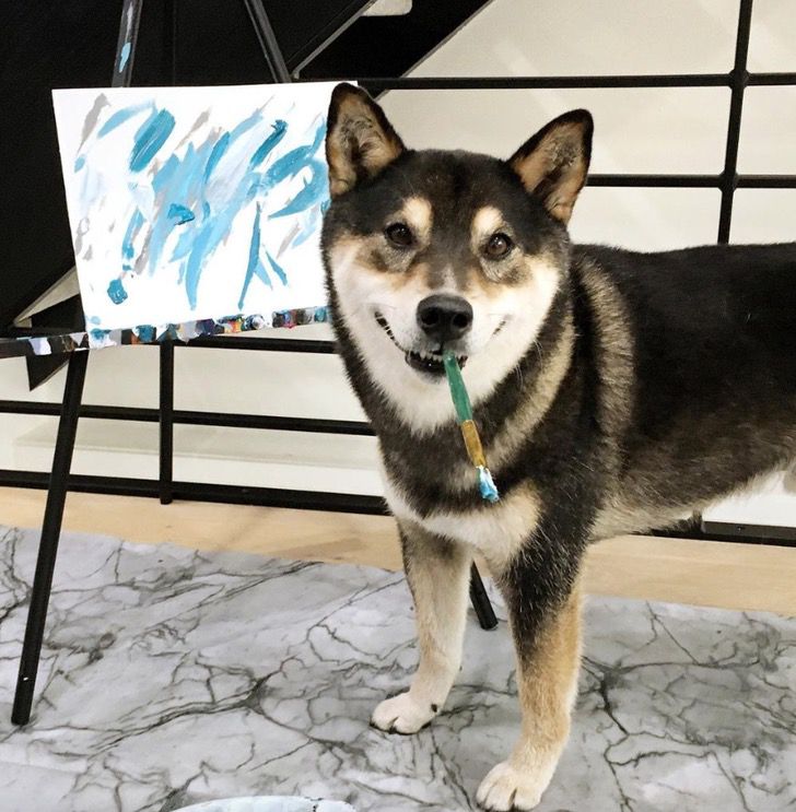 contioutra.com - Cãozinho artista ganhou mais de 17 mil dólares vendendo suas pinturas.