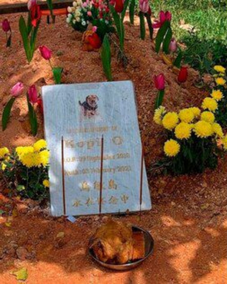 contioutra.com - Cachorrinho fica cuidando do túmulo de seu companheiro que morreu em um acidente