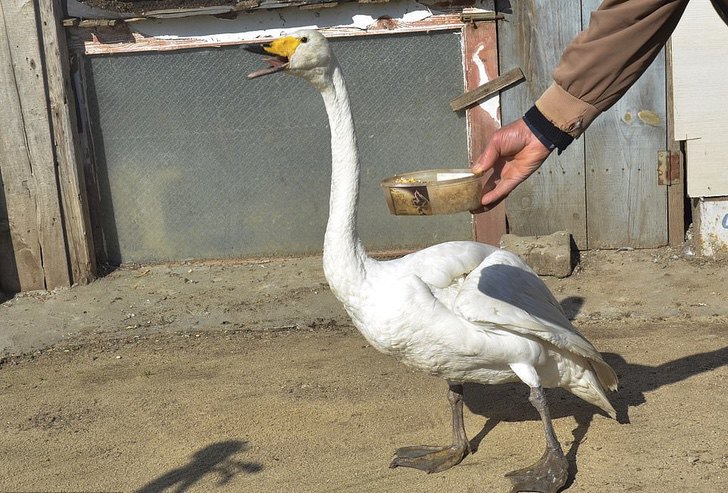 contioutra.com - Confira as fotos desse homem e seu cisne que são amigos inseparáveis há 37 anos