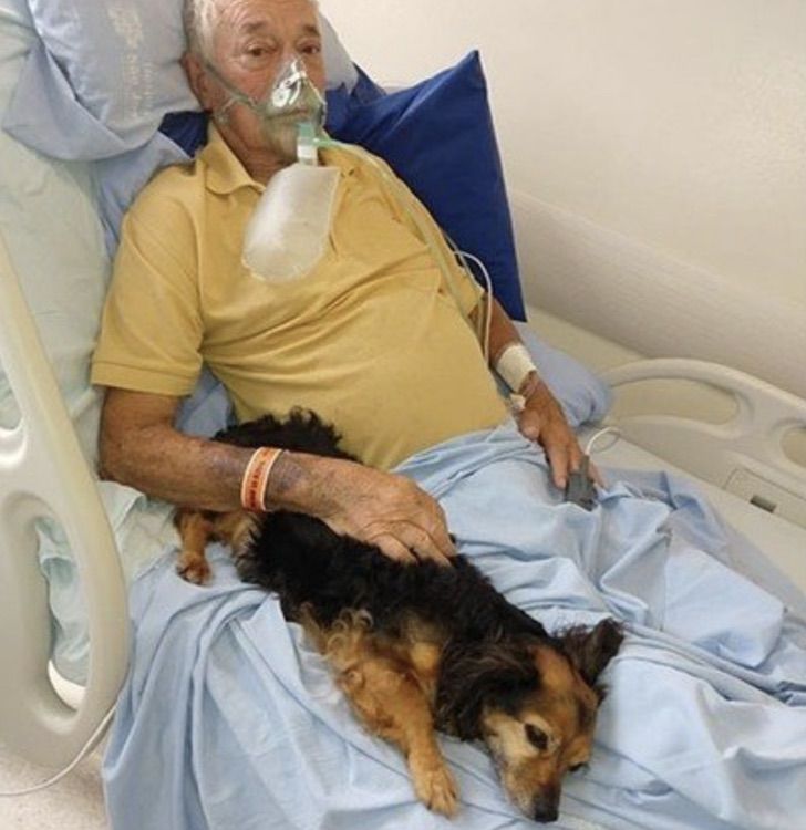 contioutra.com - Idoso recebe sua cachorrinha no hospital antes de falecer de COVID-19. Partiu em paz!