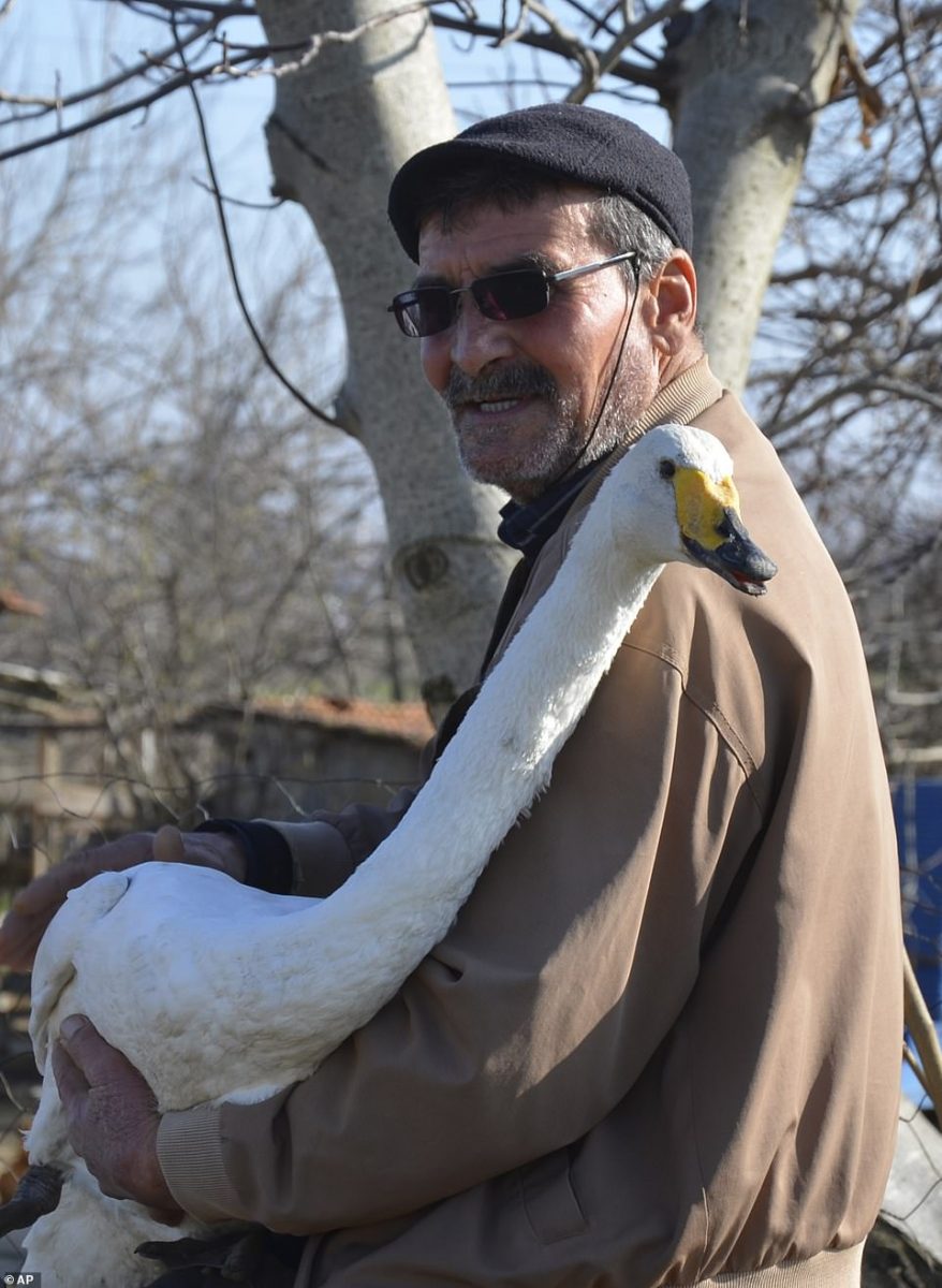 contioutra.com - Confira as fotos desse homem e seu cisne que são amigos inseparáveis há 37 anos
