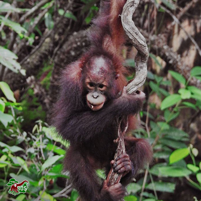 contioutra.com - Fotógrafo captura orangotango tentando ajudar um guarda florestal