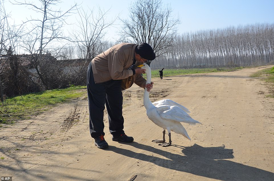 contioutra.com - Confira as fotos desse homem e seu cisne que são amigos inseparáveis há 37 anos